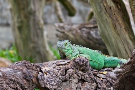 green iguanaの写真素材