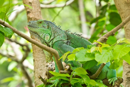 green iguanaの写真素材