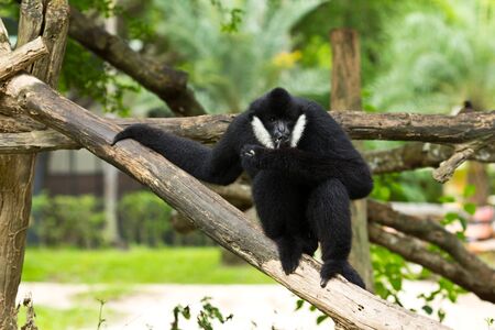 White Cheek Gibbonの写真素材