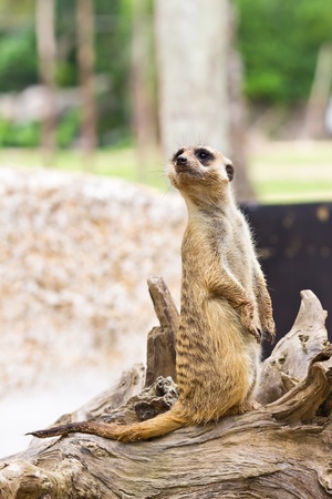 portrait of meerkatの写真素材