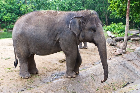 thai elephantの写真素材