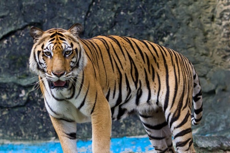 portrait of sumatran tigerの写真素材