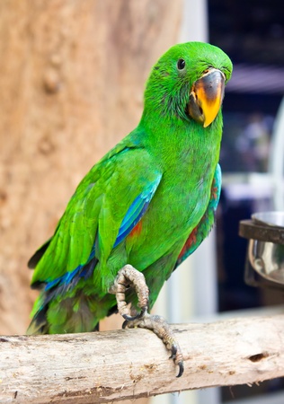 eclectus parrotの写真素材