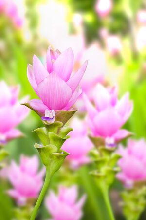 siam tulip flowerの写真素材