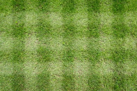 green grass background
