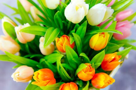 tulip flowersの写真素材