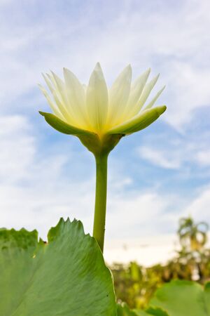 white water lily on blue skyの写真素材