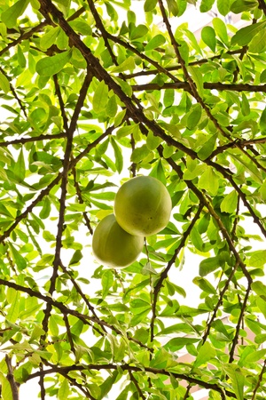 calabash treeの写真素材