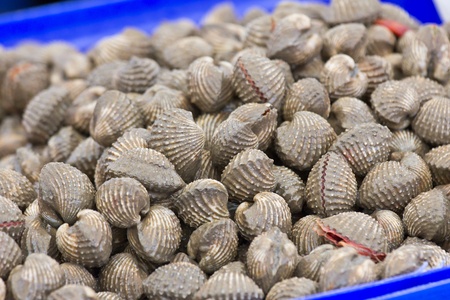 fresh cockle in the market