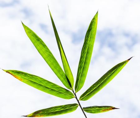 green leaves for backgroundの写真素材