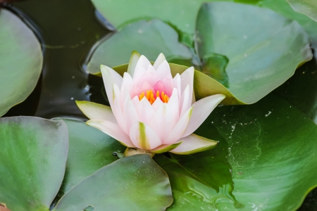 pink water lily in pondの写真素材