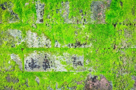 green moss on the wallの写真素材