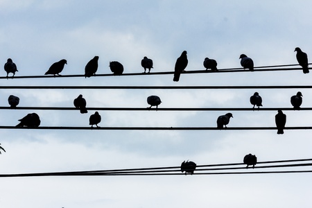 silhouette birds on wire cable against blue skyの写真素材