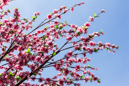 pink flower against blue skyの写真素材