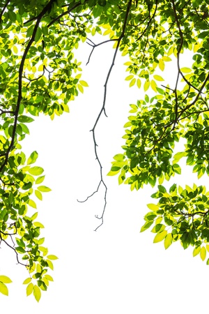 green leaf isolated on white backgroundの写真素材