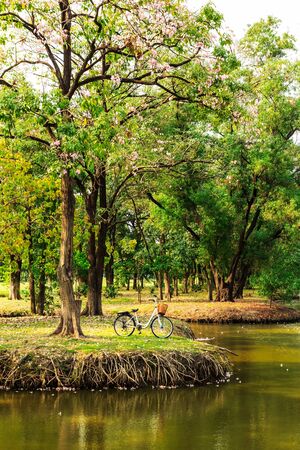 bicycles under big tree in the parkの写真素材