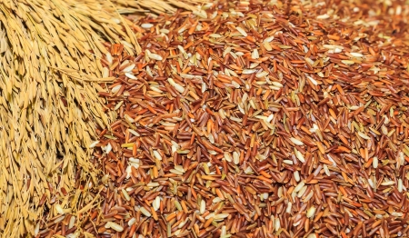 black rice backgroundの写真素材