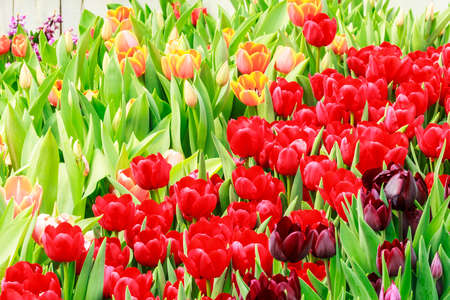 orange and red tulipの写真素材
