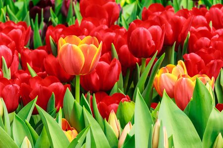 orange and red tulipの写真素材