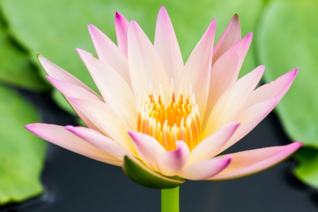 purple water lily or lotusの写真素材