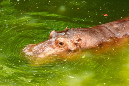 Hippopotamus in the waterの写真素材