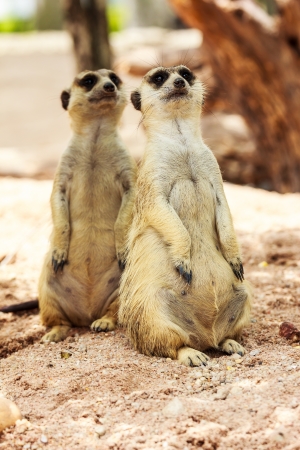 portrait of meercatの写真素材
