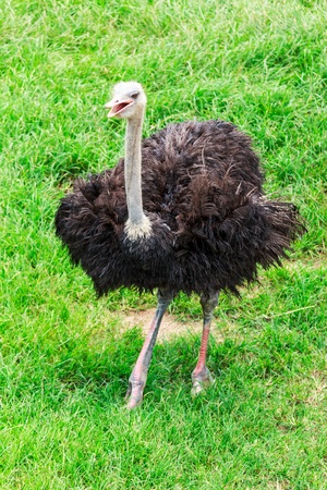 ostrich の写真素材