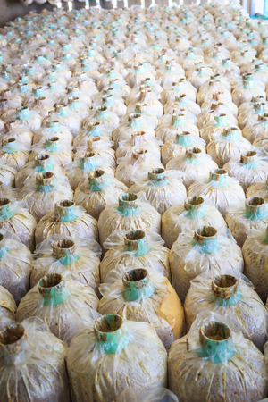 mushrooms bottle in the farmの写真素材