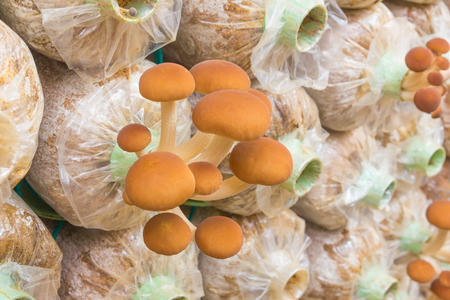 Yanagi Mutsutake Mushrooms Growing In the Farmの写真素材