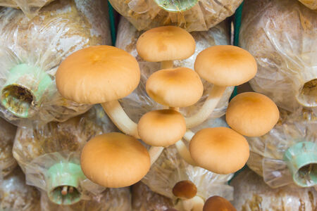 Yanagi Mutsutake Mushrooms Growing In the Farm