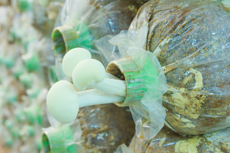 Yanagi Mutsutake Mushrooms Growing In the Farmの写真素材
