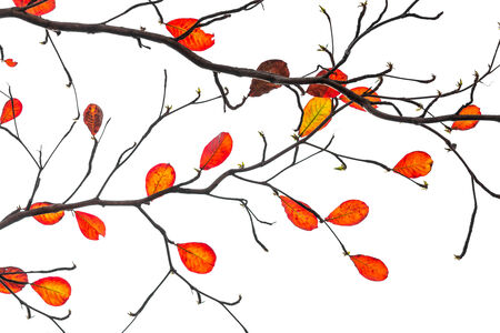 red leaves isolated on white background