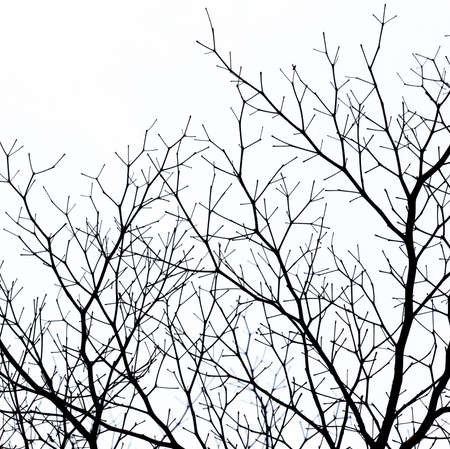 silhouette dead tree branch on white backgroundの写真素材