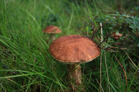 mushroomの写真素材