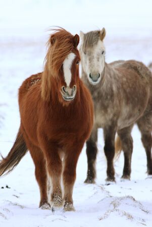 Icelandic horseの写真素材