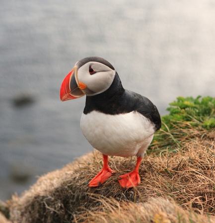 Atlantic puffin, arctica fraterculaの写真素材