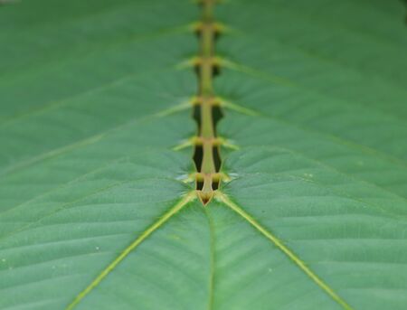 Striped leaves