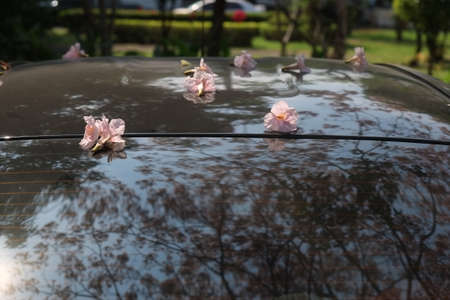 Blossoms on the roof blackの写真素材