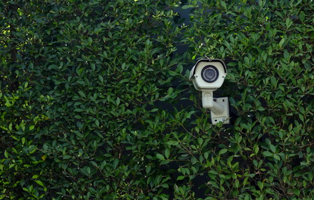 CCTV cameras are mounted on walls with leaves covered.の写真素材