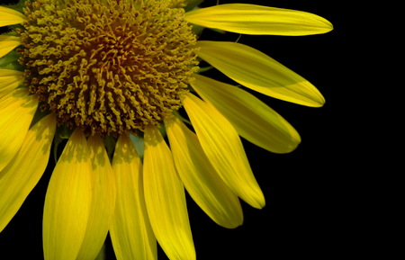 Sunflowers bloom and turn to the sun.の写真素材