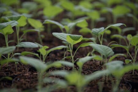 Young growing plantsの写真素材