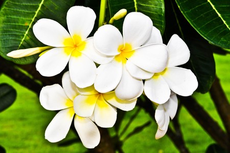 Desert Rose Flowers.の写真素材