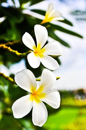 Desert Rose Flowers.の写真素材