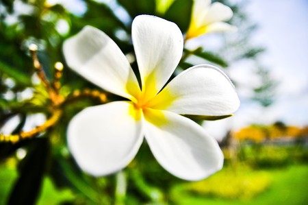 Desert Rose Flowers.の写真素材