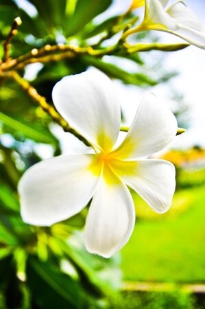 Desert Rose Flowers.の写真素材
