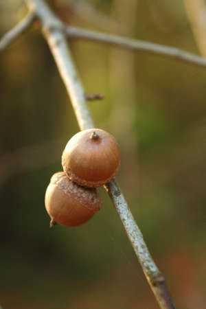 coupleの写真素材