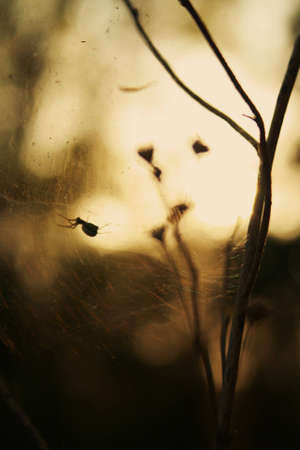 spider
