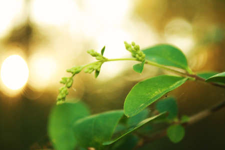 plant