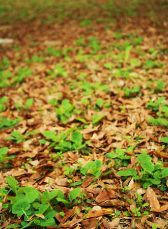 plantの写真素材