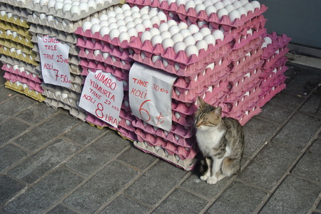 Cat sit beside eggsの写真素材